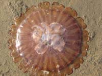 /international/2006Walvisbay/images/Final/thumbnails/final 030.jpg